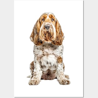 Grand Basset Griffon Vendeen Posters and Art